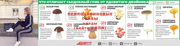прущие грибы Карпинск